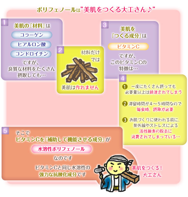 ポリフェノールは美肌をつくる大工さん説明